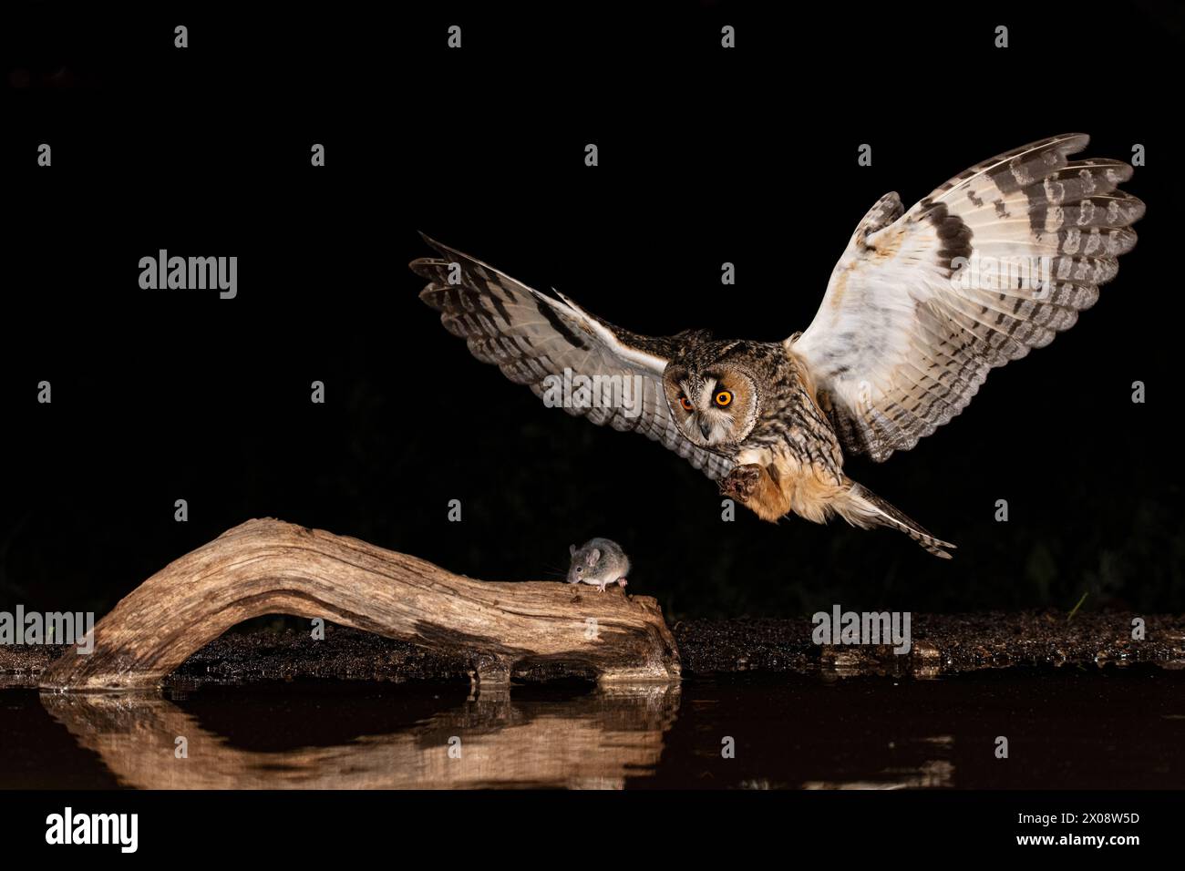 Majestic owl in flight preparing to catch an unsuspecting mouse on a wooden log at night Stock Photo