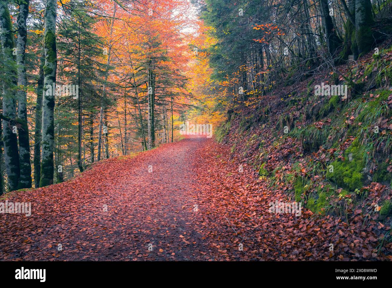 A Carpet Of Fallen Leaves Lines A Forest Pathway Through Selva De Irati a-carpet-of-fallen-leaves-lines-a-forest-pathway-through-selva-de-irati