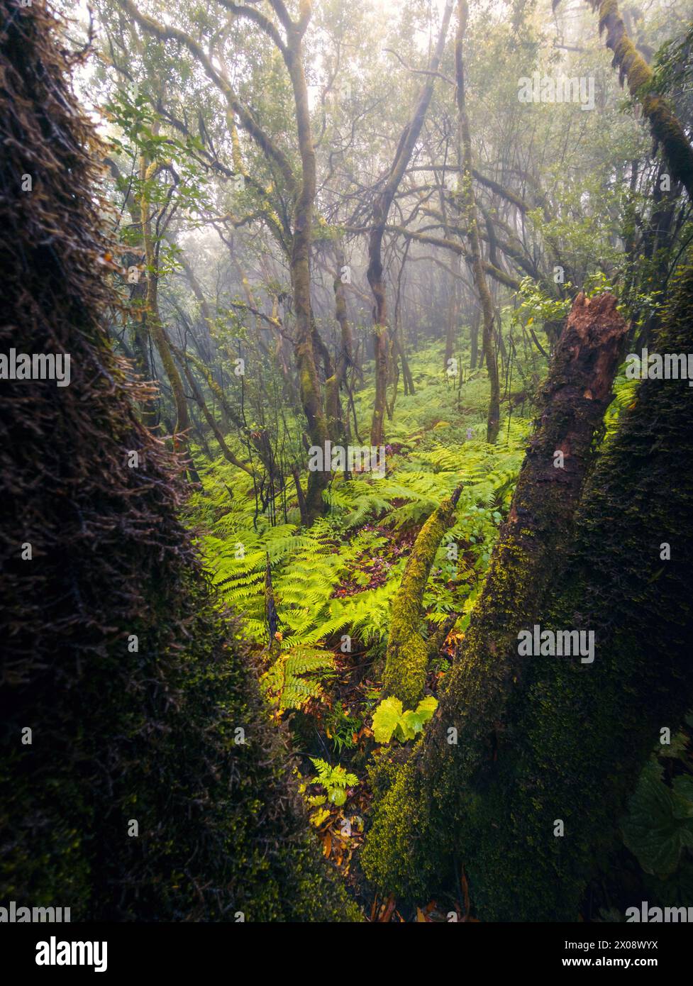 Lush ferns and moss-covered trees bathed in mist create an enchanting 
