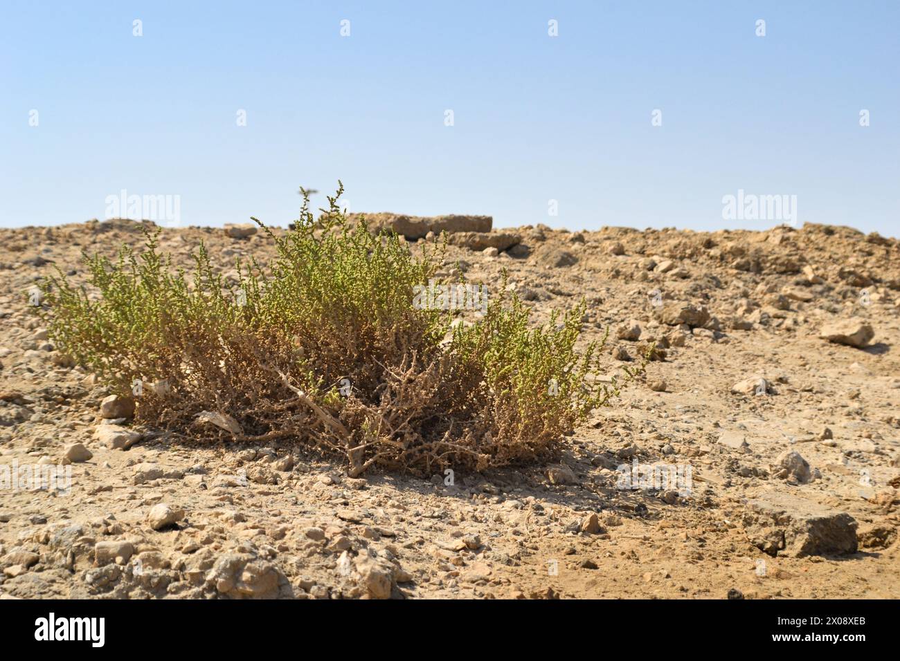 Desert grass plant in Qatar. Desert plant Cornulaca monacantha Delile Stock Photo