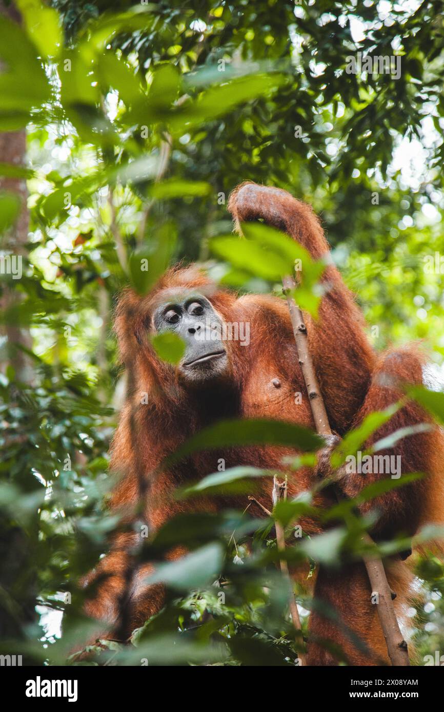 A curious orangutan peers through lush green leaves, embodying the wild beauty of Indonesia's dense rainforests Stock Photo