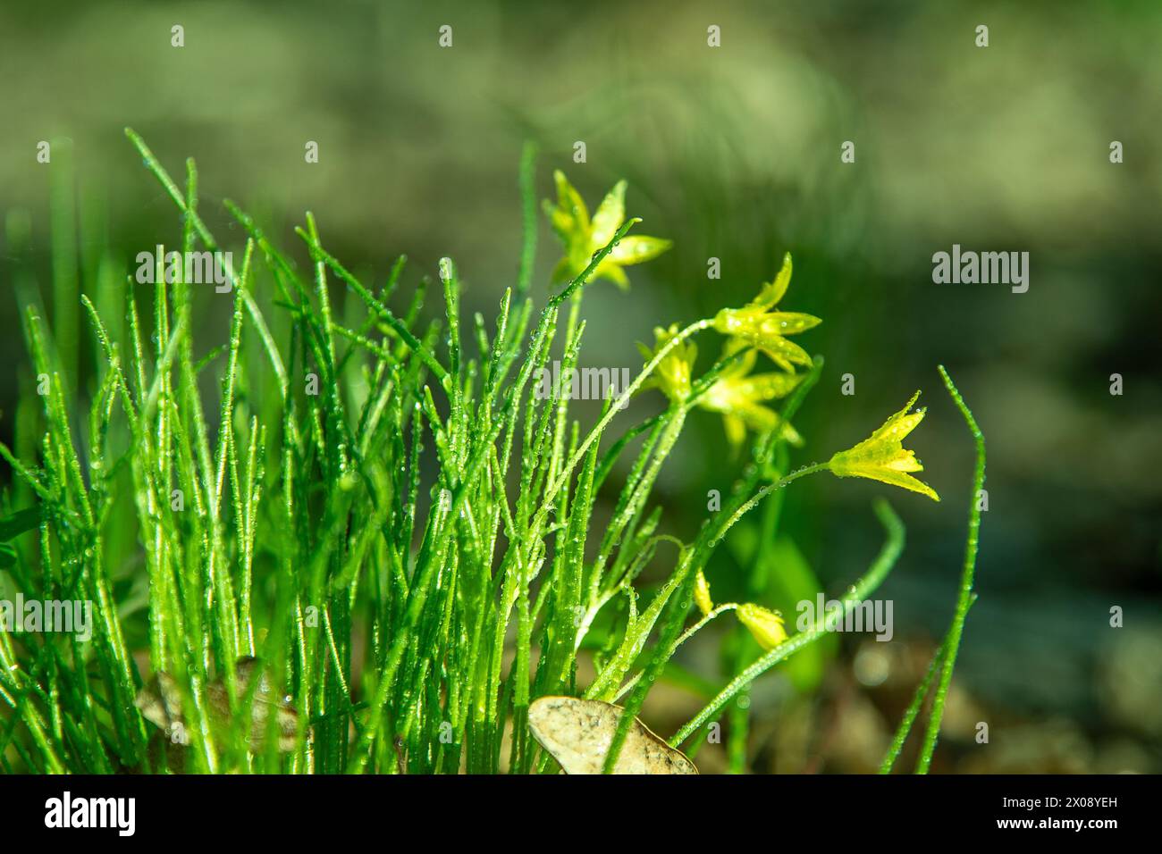 Forest wild flower Gagea minima or yellow star. Dew on green grass. Fresh nature. Drops water. Stock Photo