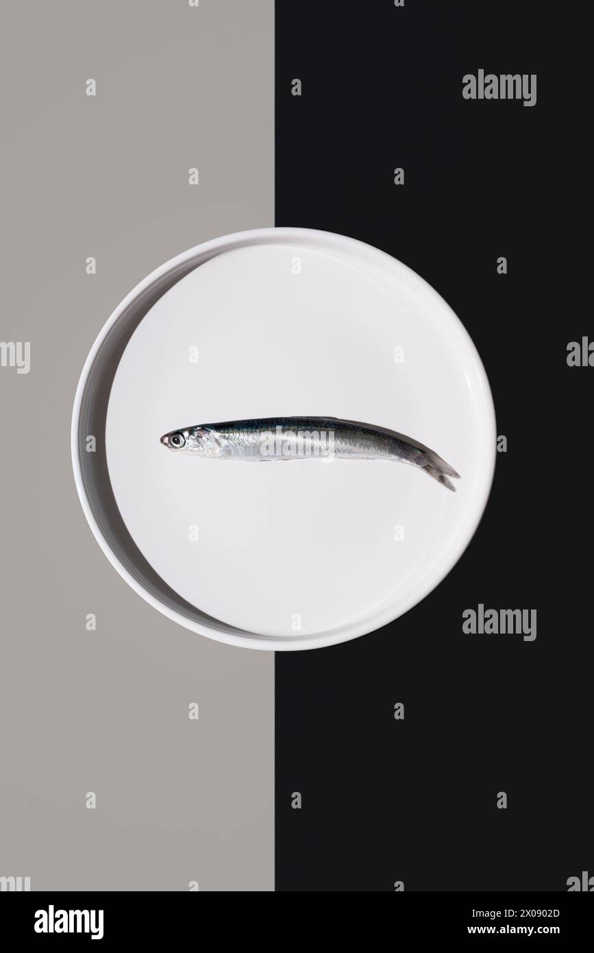 Top view of solitary fresh anchovy lies perfectly centered on a circular plate, bisected by a yin-yang contrast of black and white Stock Photo