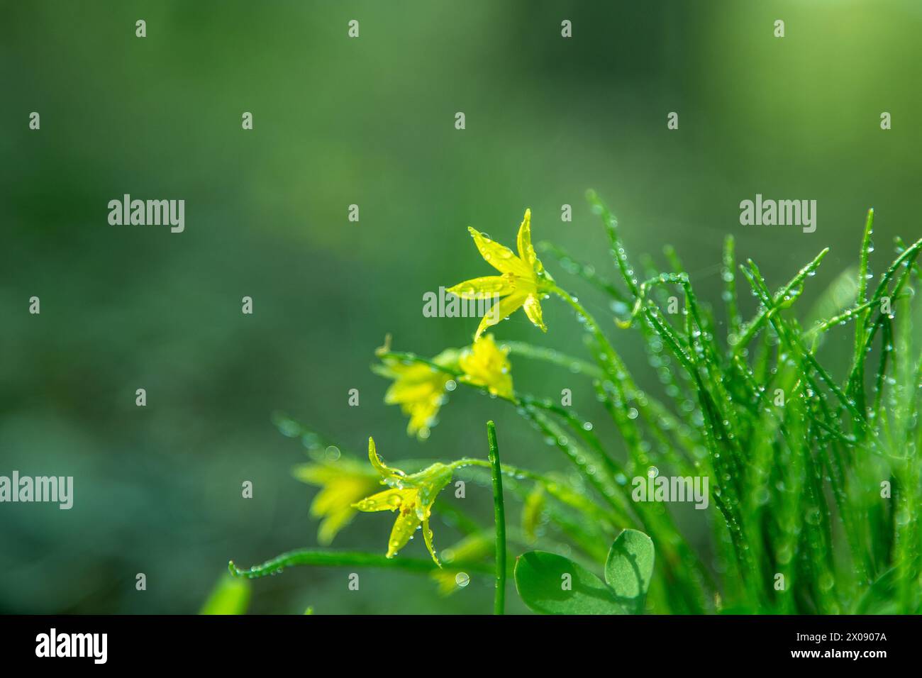 Forest wild flower Gagea minima or yellow star. Dew on green grass. Fresh nature. Drops water. Copy space Stock Photo