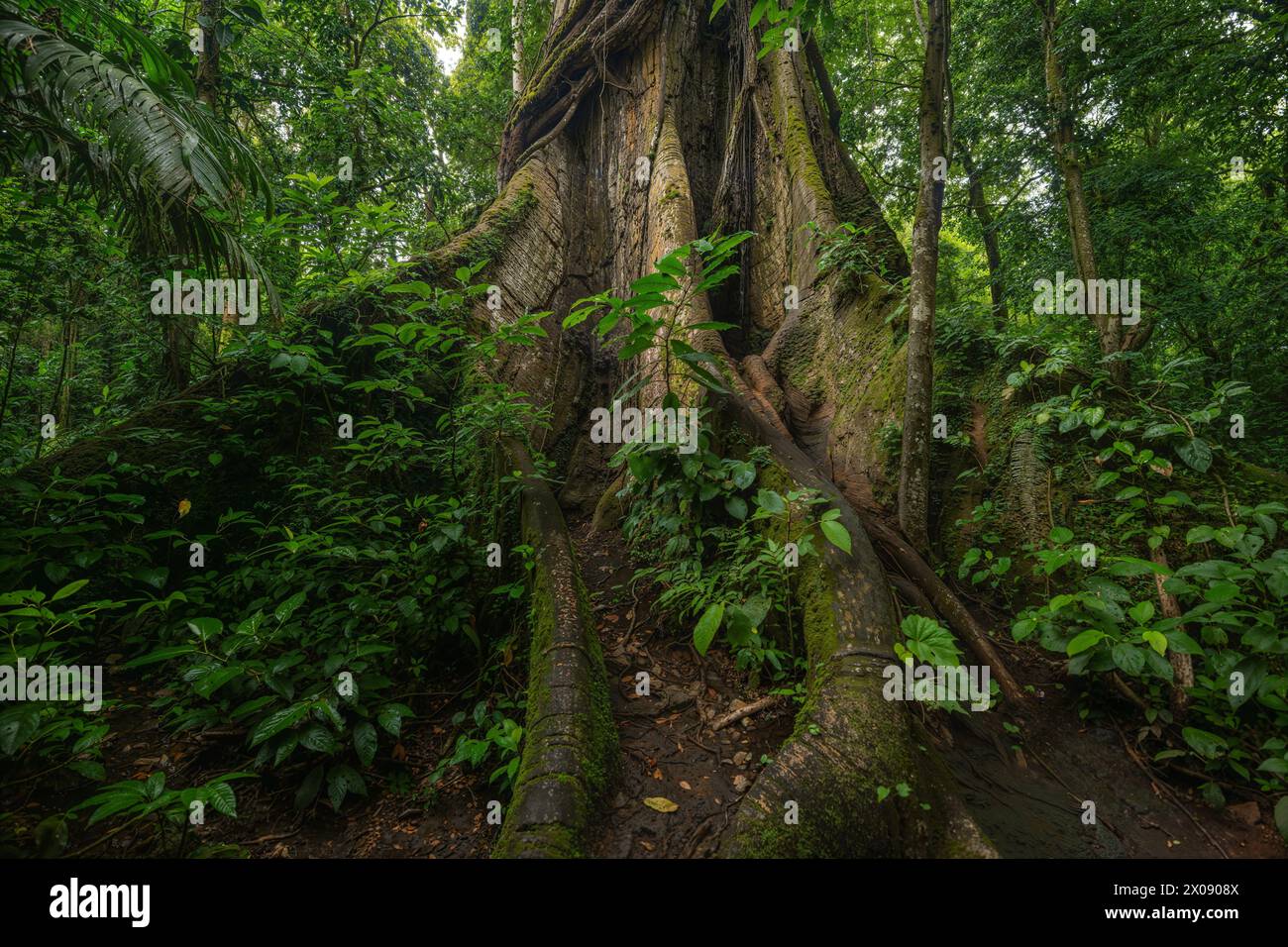 A towering tree with massive roots winding through the verdant underbrush of a Costa Rican rainforest creates a scene of natural majesty. Stock Photo