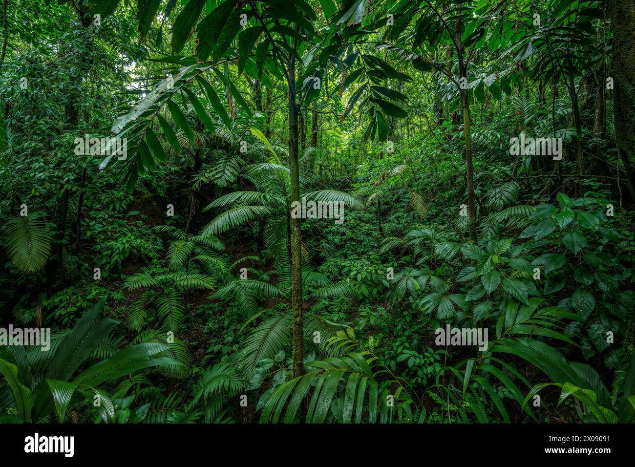 Vibrant and dense foliage of a Costa Rican rainforest, showcasing various shades of green and a multitude of tropical plants. Stock Photo