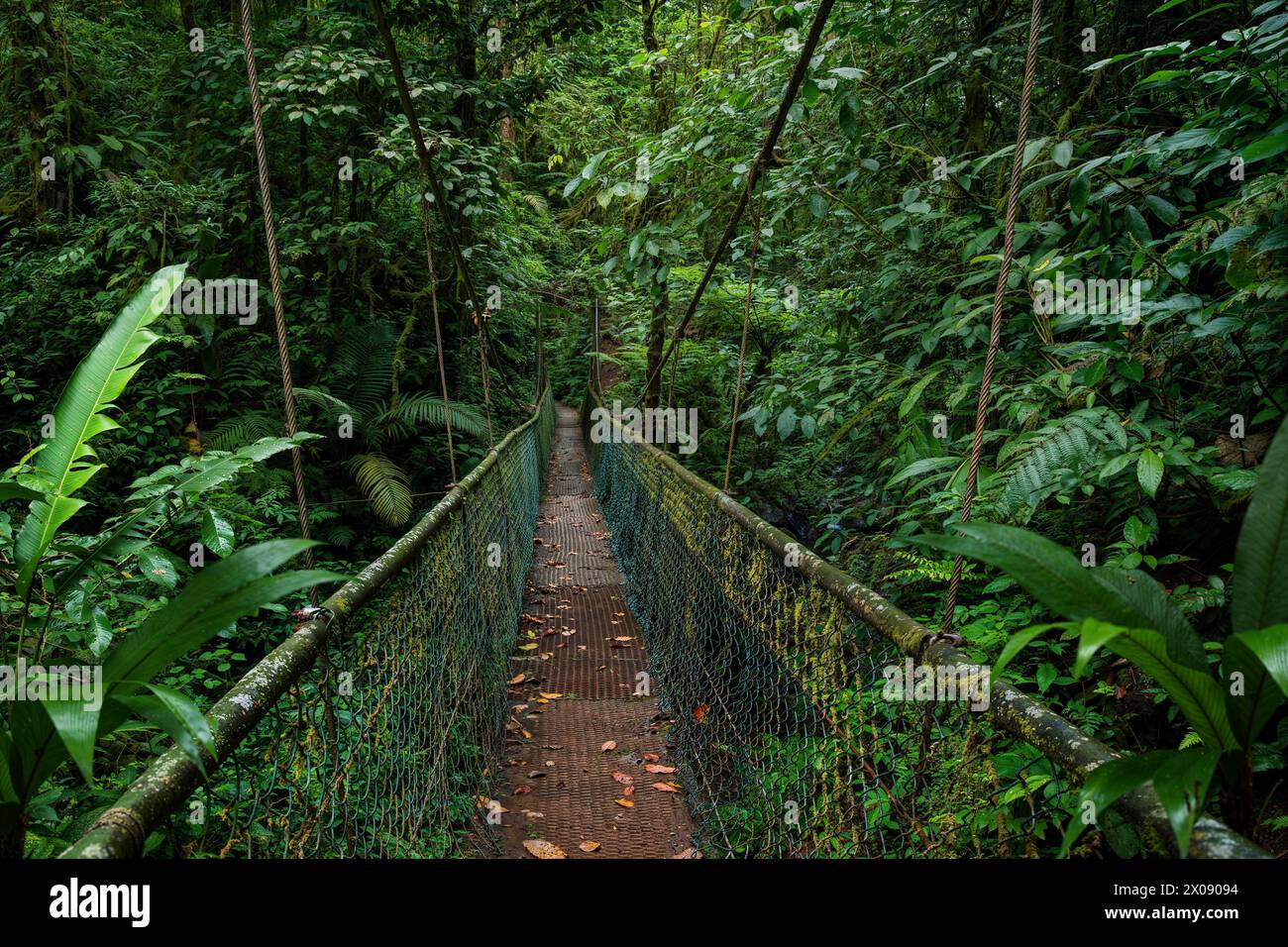 A serene image capturing a narrow suspension bridge amidst the lush foliage of a Costa Rican rainforest, invoking a sense of exploration and tranquili Stock Photo
