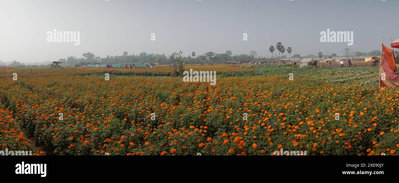 Panorama of orange marigold flowers at valley of flowers, Khirai, West Bengal, India. Flowers are harvested here for sale. Tagetes, herbaceous plants Stock Photo
