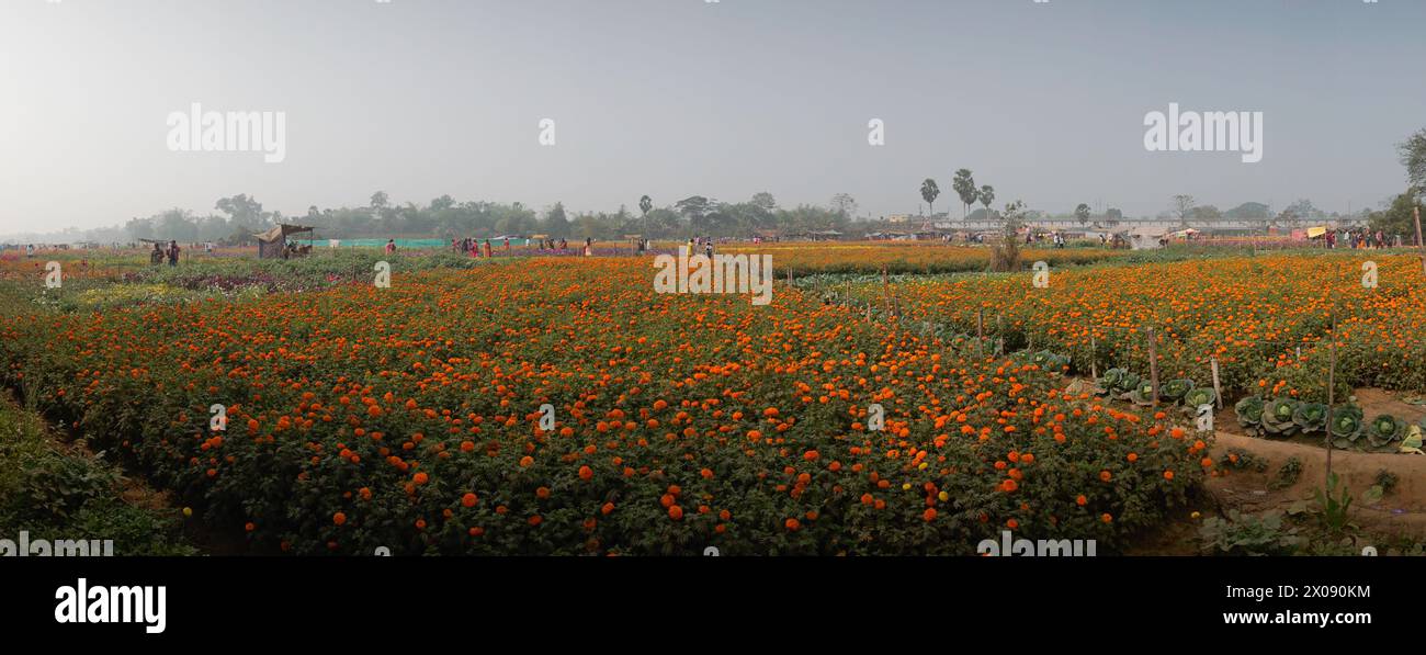 Panorama of orange marigold flowers at valley of flowers, Khirai, West Bengal, India. Flowers are harvested here for sale. Tagetes, herbaceous plants, Stock Photo