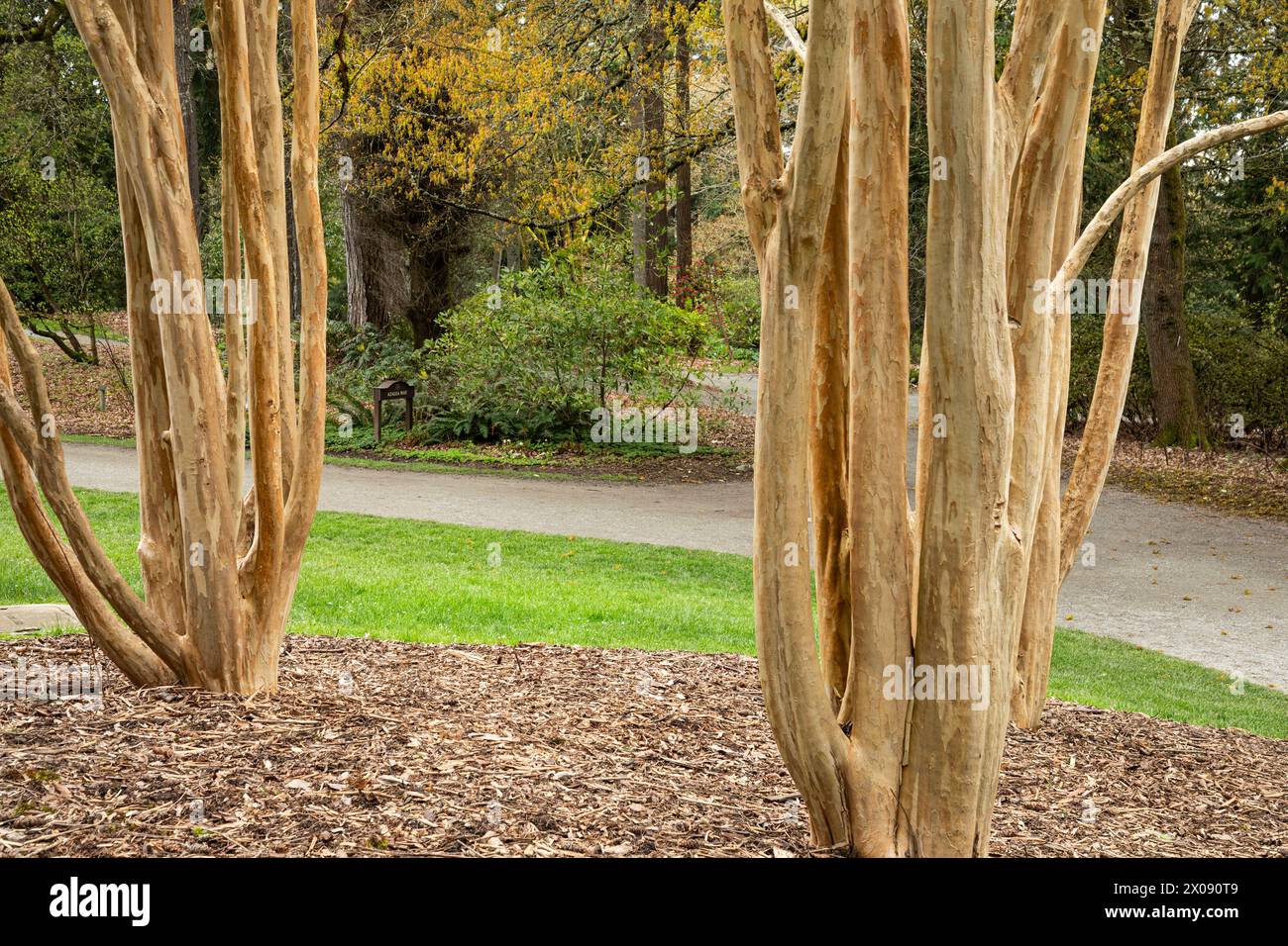 WA25141-00...WASHINGTON - Multiple tree trunks of a Muskogee Crape Myrtle located at the Washington Park Arboretum in Seattle. Stock Photo