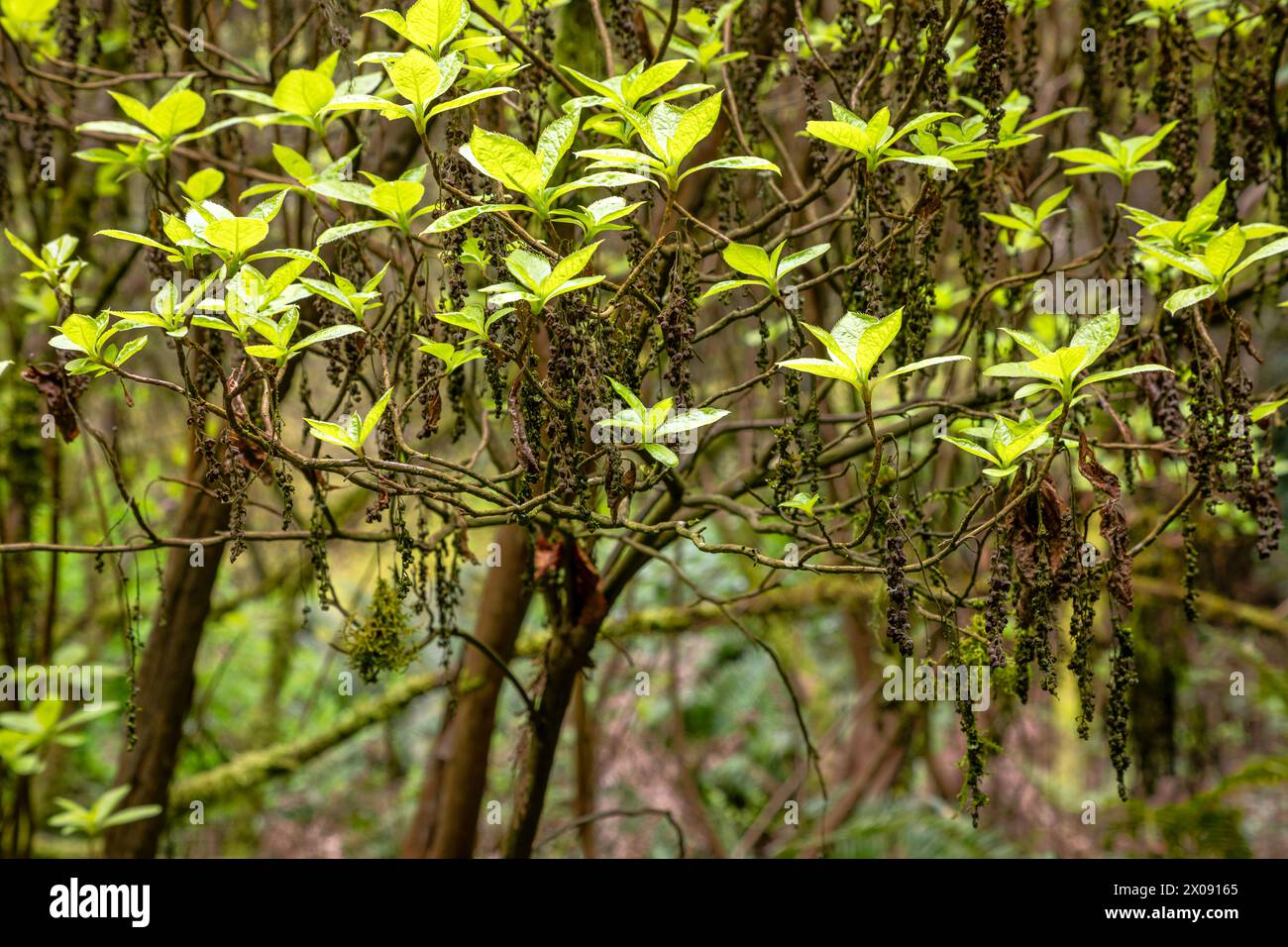 WA25162-00...WASHINGTON - Seeds hanging from branches and new leaf growth at Washington Park Arboretum in Seattle. Stock Photo