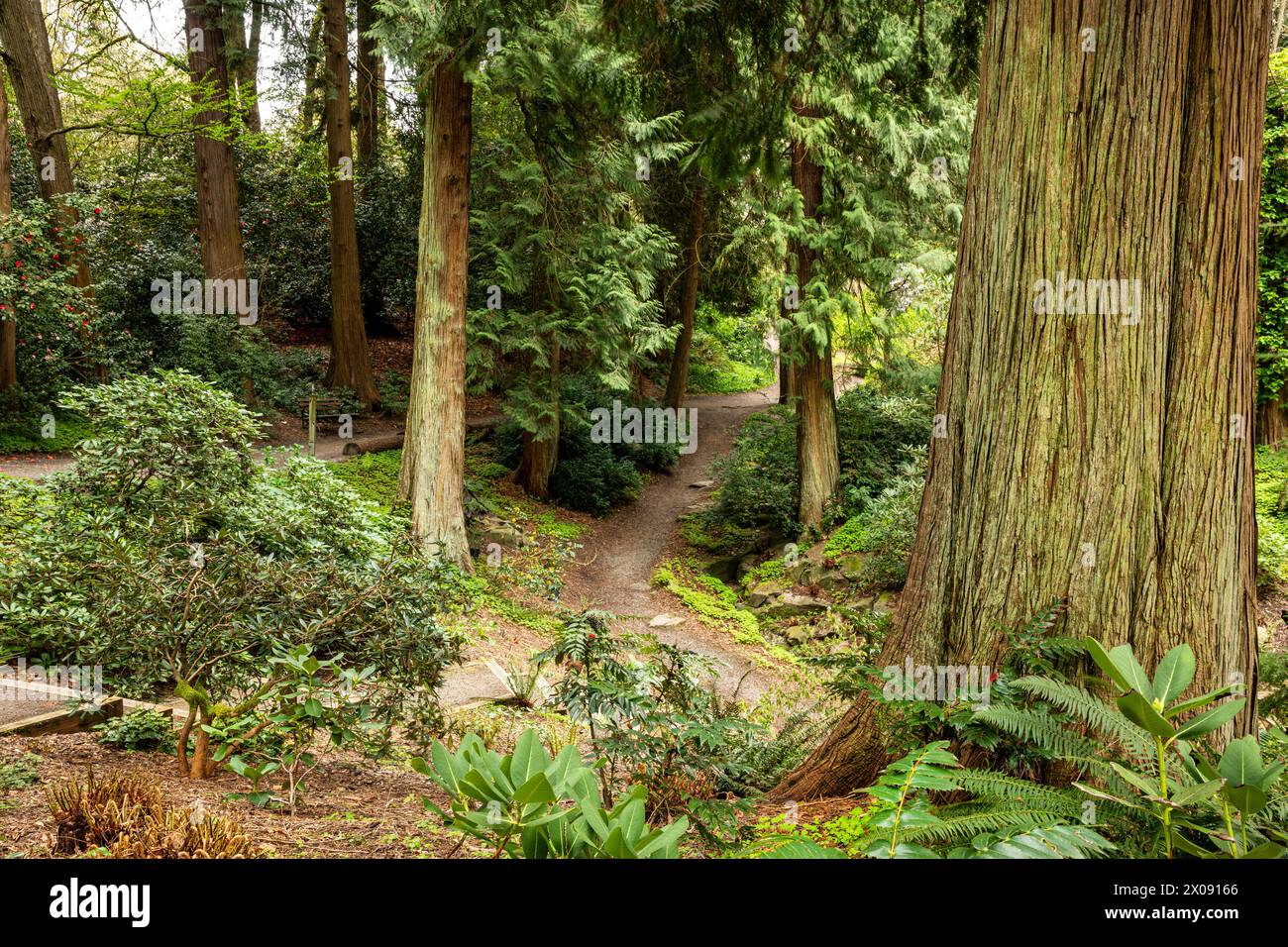 WA25163-00...WASHINGTON - Trail through a northwest forest including Western Red Cedars, Western Sword ferns and rhododendrons. Stock Photo