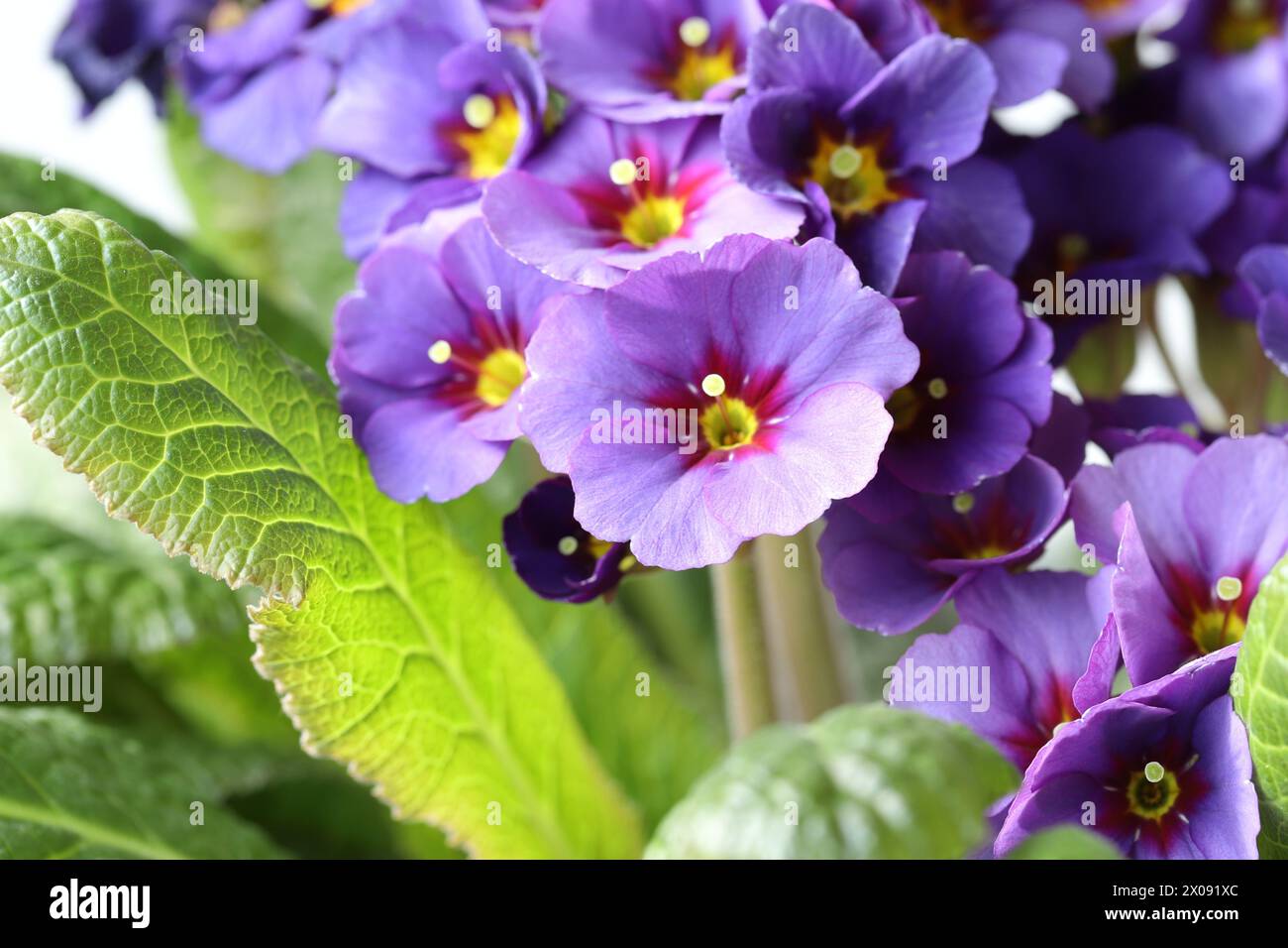 Close-up of a purple Primula Elatior 'Gold Nugget ́ Stock Photo