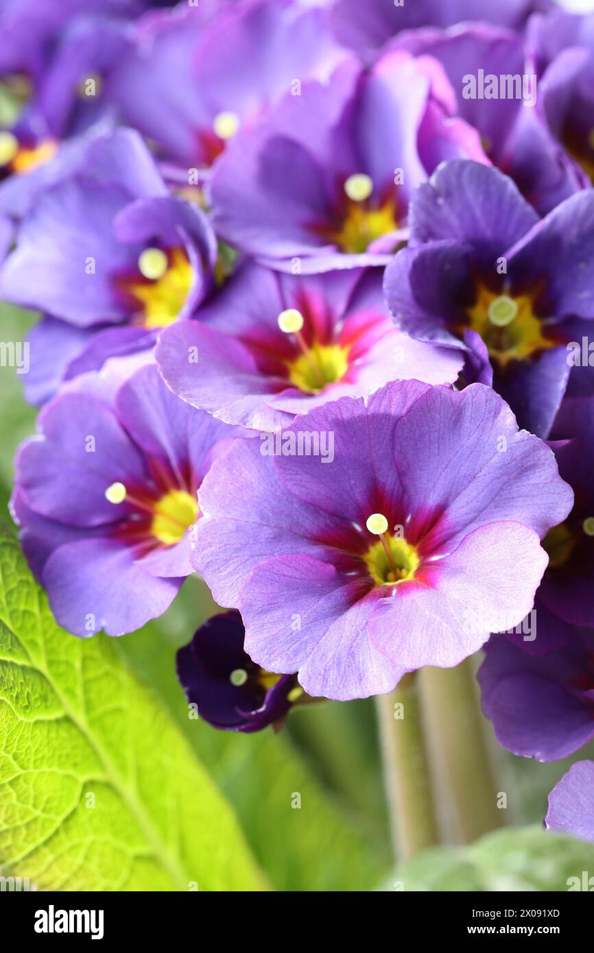 Close-up of a beautiful sunlit purple primrose, primula elatior gold nugget Stock Photo