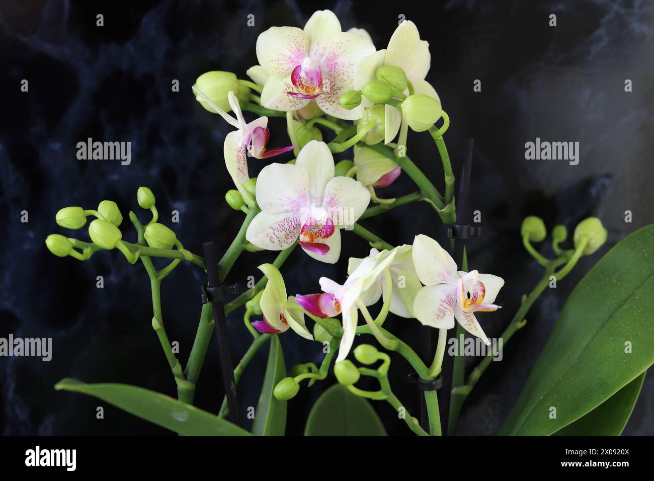 Close-up of a beautiful creamy white Phalenopsis hummingbird orchid with pink pattern against dark background Stock Photo