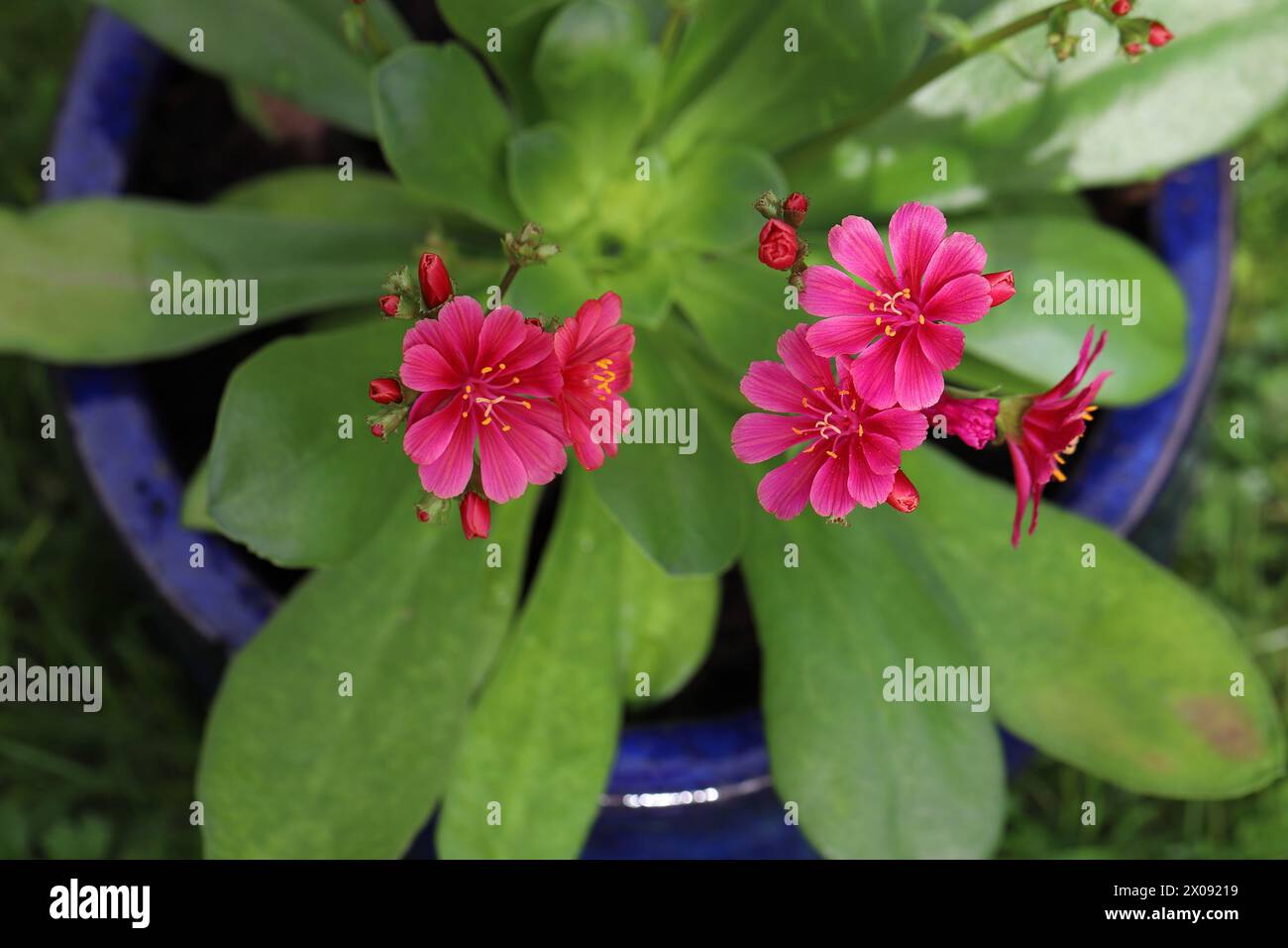 Close-up of a salmon flowering Lewisia cotyledon 'Eldora' in a blue planter looking from above at the lanceolate leaves Stock Photo