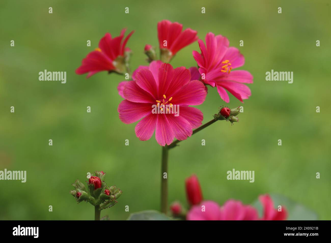 Close-up view of beautiful salmon-colored flowers of a Lewisia cotyledon eldora against a green blurred background Stock Photo