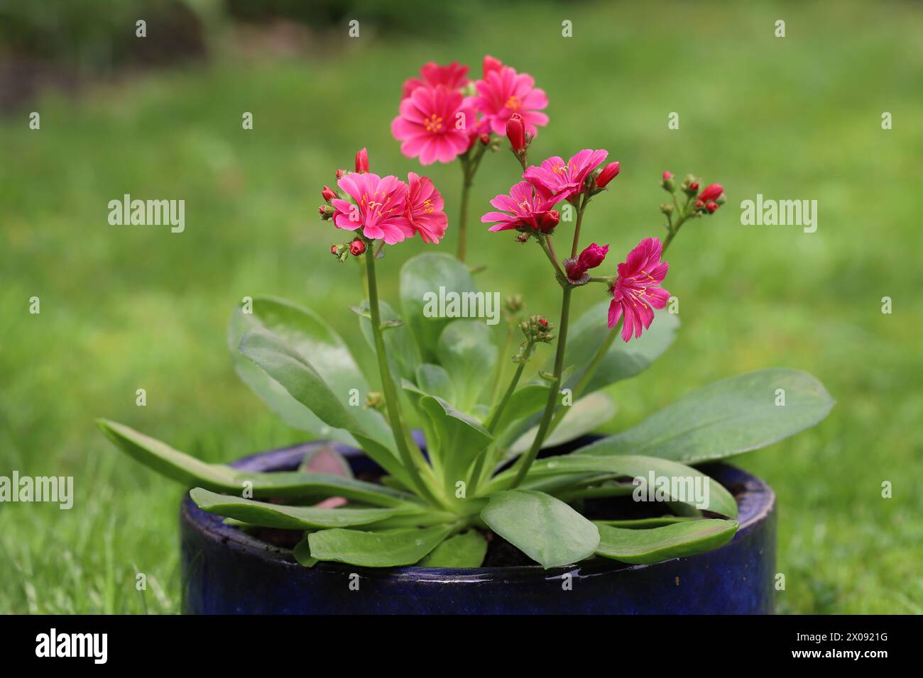 Close-up of a salmon flowering Lewisia cotyledon 'Eldora' in a blue planter, blurry green background Stock Photo