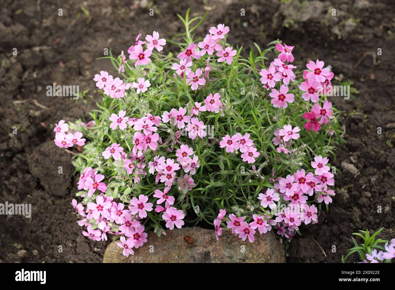 Close-up of a blooming pink phlox subulata plant in a garden bed Stock ...