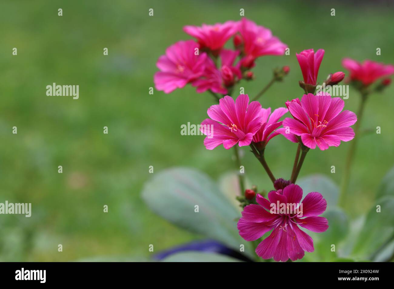 Close-up of a salmon flowering Lewisia cotyledon 'Eldora', blurry green background, copy space Stock Photo
