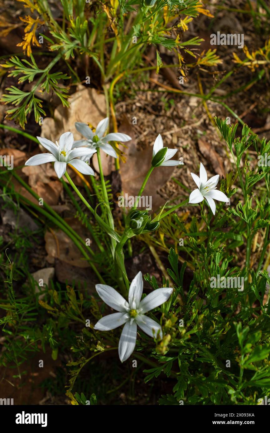 Closeup of a patch of stars of Bethlehem (Ornithogalum divergens) blossoming in the spring (vertical) Stock Photo