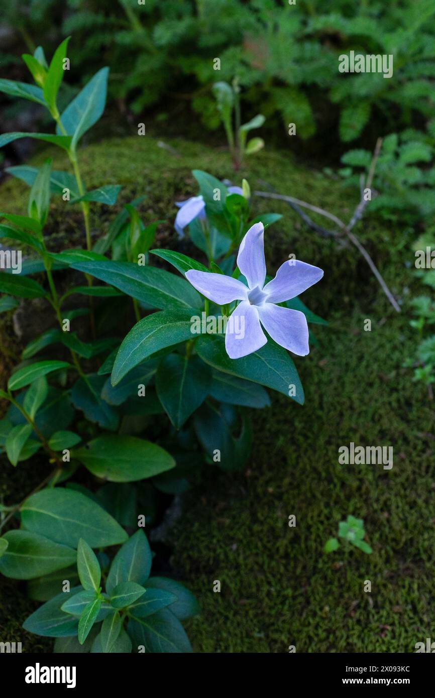 An intermediate periwinkle (Vinca difformis) blossoming in the springtime (vertical) Stock Photo