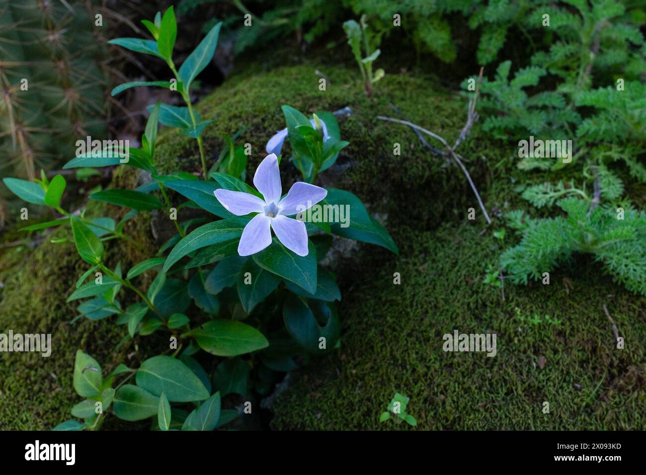 An intermediate periwinkle (Vinca difformis) blossoming in the springtime Stock Photo