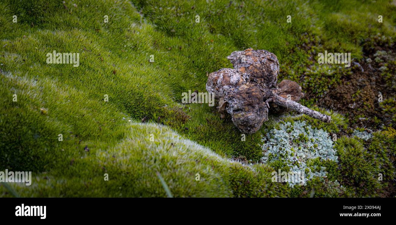 A close-up view presents moss-covered ground with a cluster of small rocks, twigs and a seed pod. The vibrant green moss provides a lush texture. Stock Photo