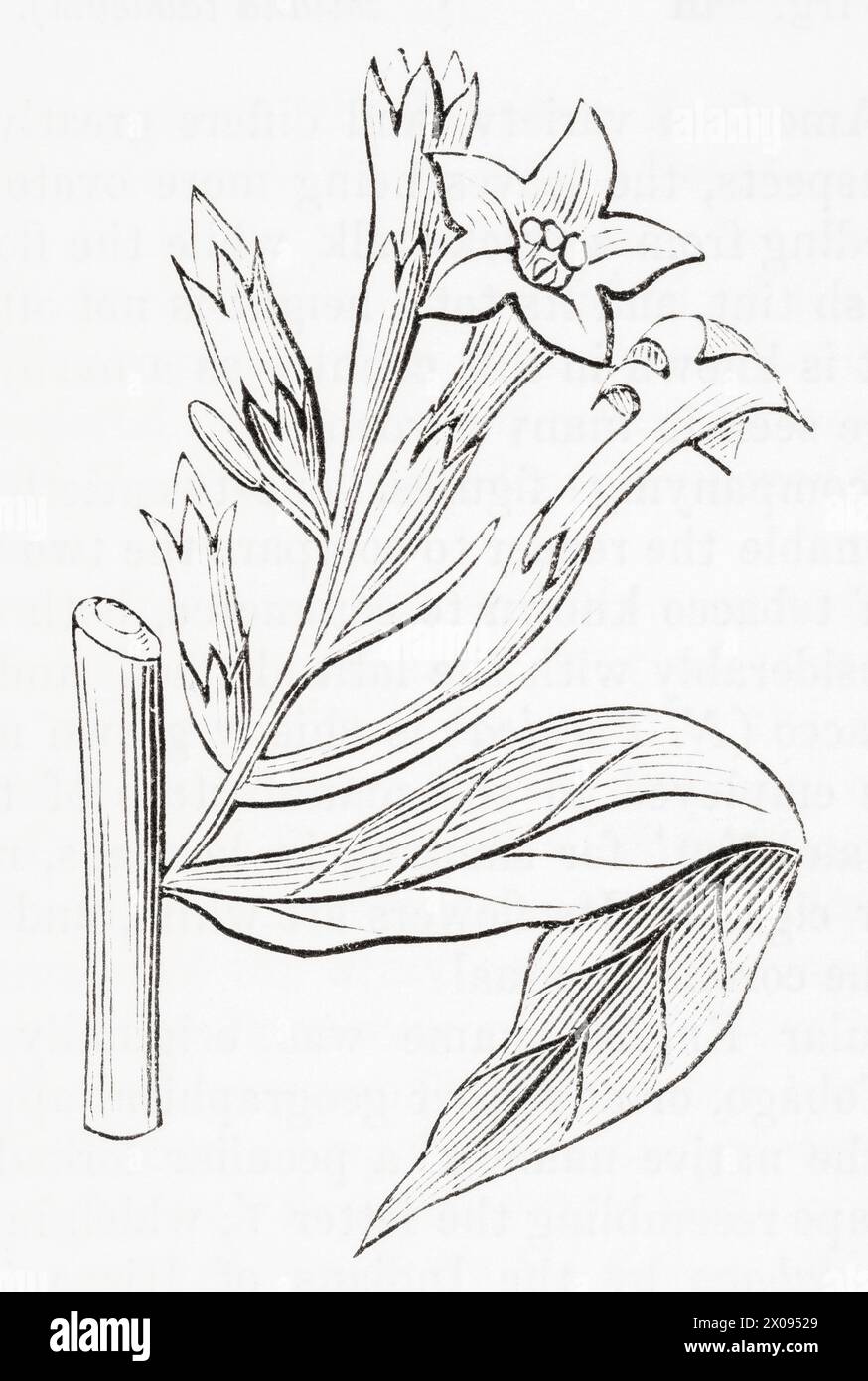 Nicotiana persica hi-res stock photography and images