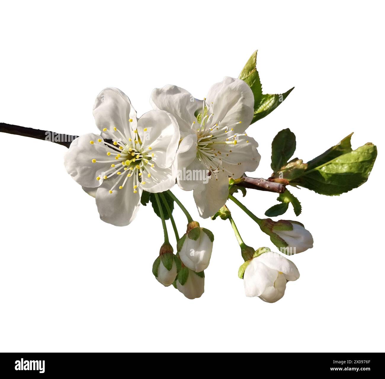 cherry blossom isolated on white Stock Photo - Alamy