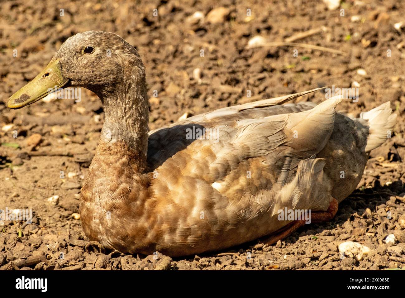 the duck is sleeping Stock Photo