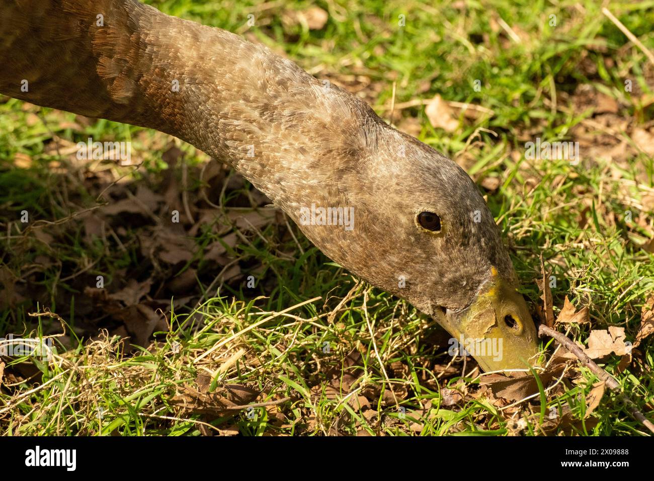Indian running duck looking for food Stock Photo