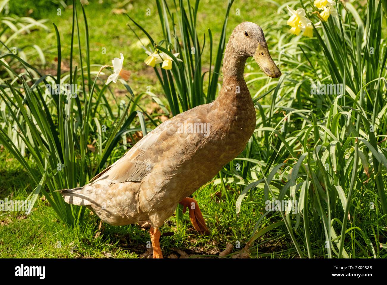 Indian running duck is on te move Stock Photo