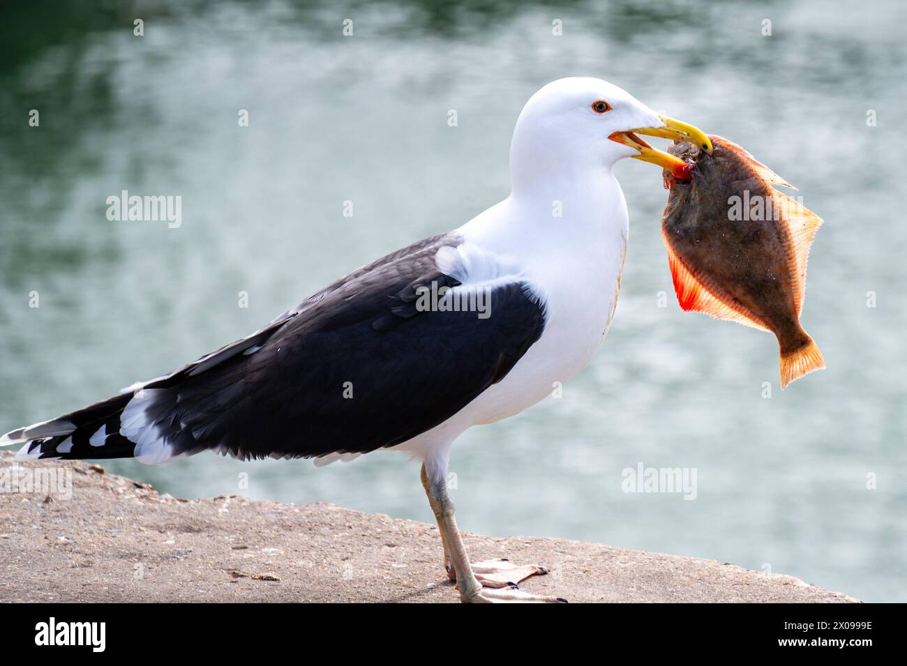 Seagull with fish in its beak Stock Photo - Alamy