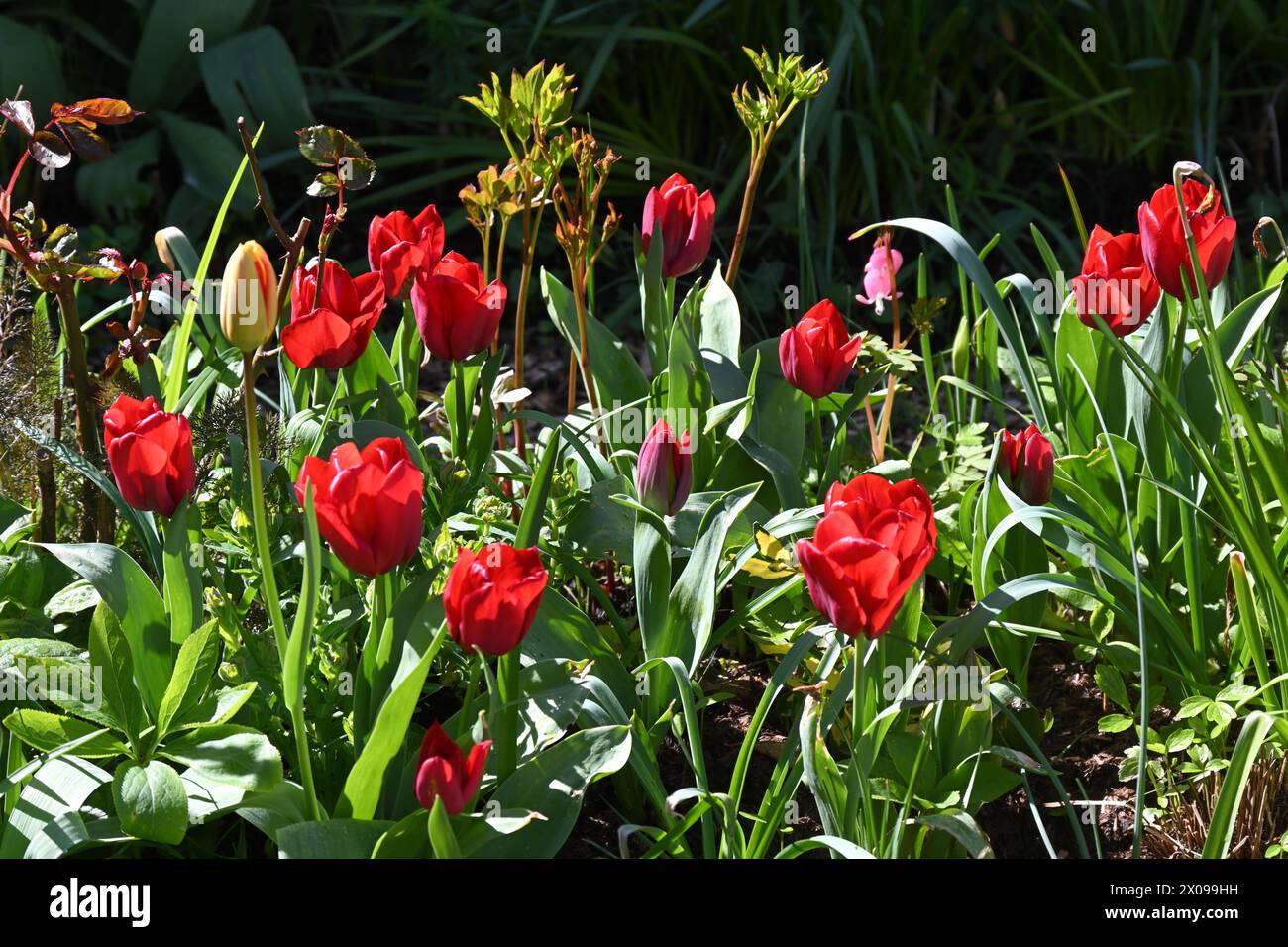 Red Triumph Tulip Seadov flowers, with dicentra ad peony foliage in a spring garden. March UK Stock Photo