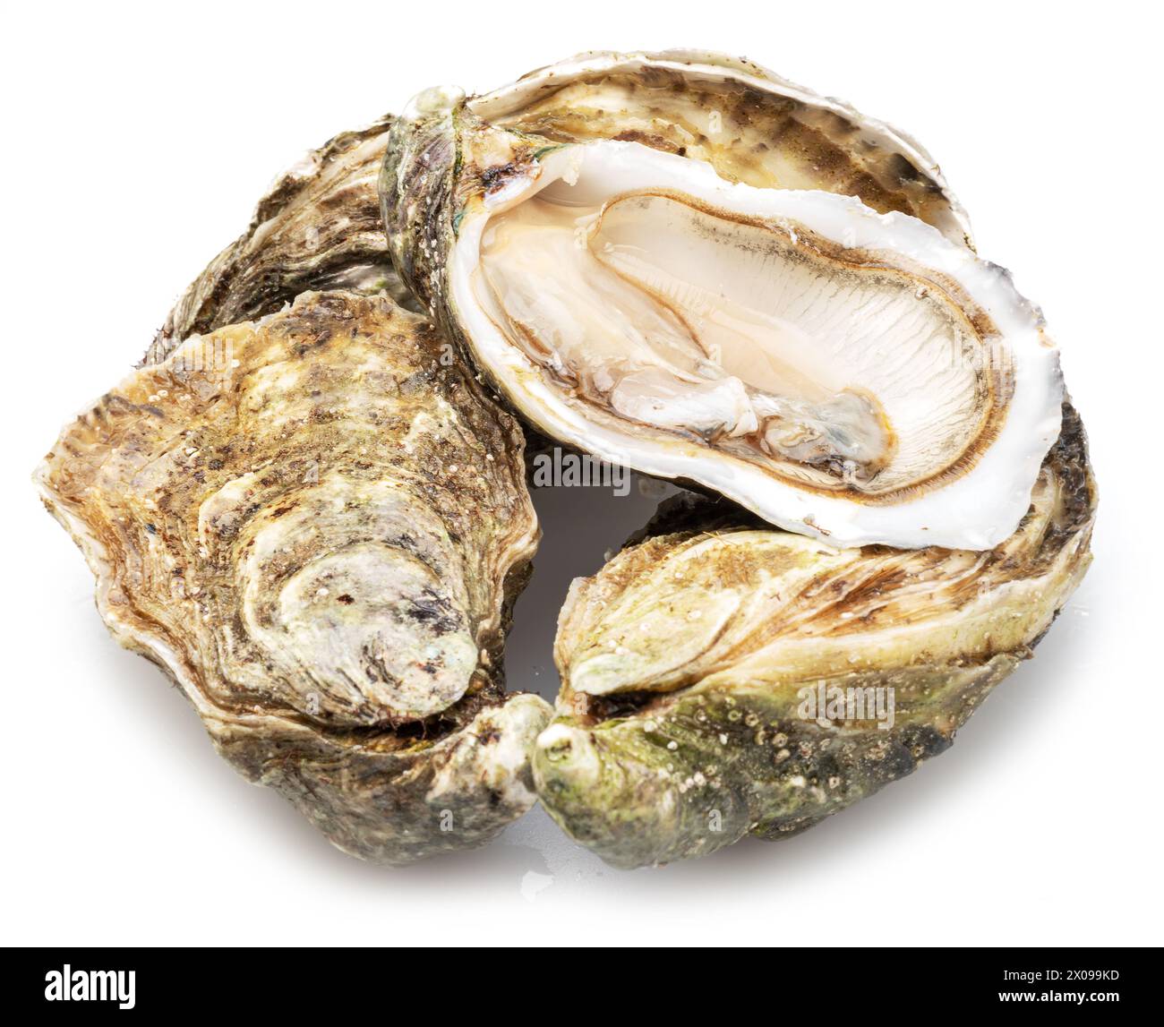 Raw oysters isolated on white background. Stock Photo
