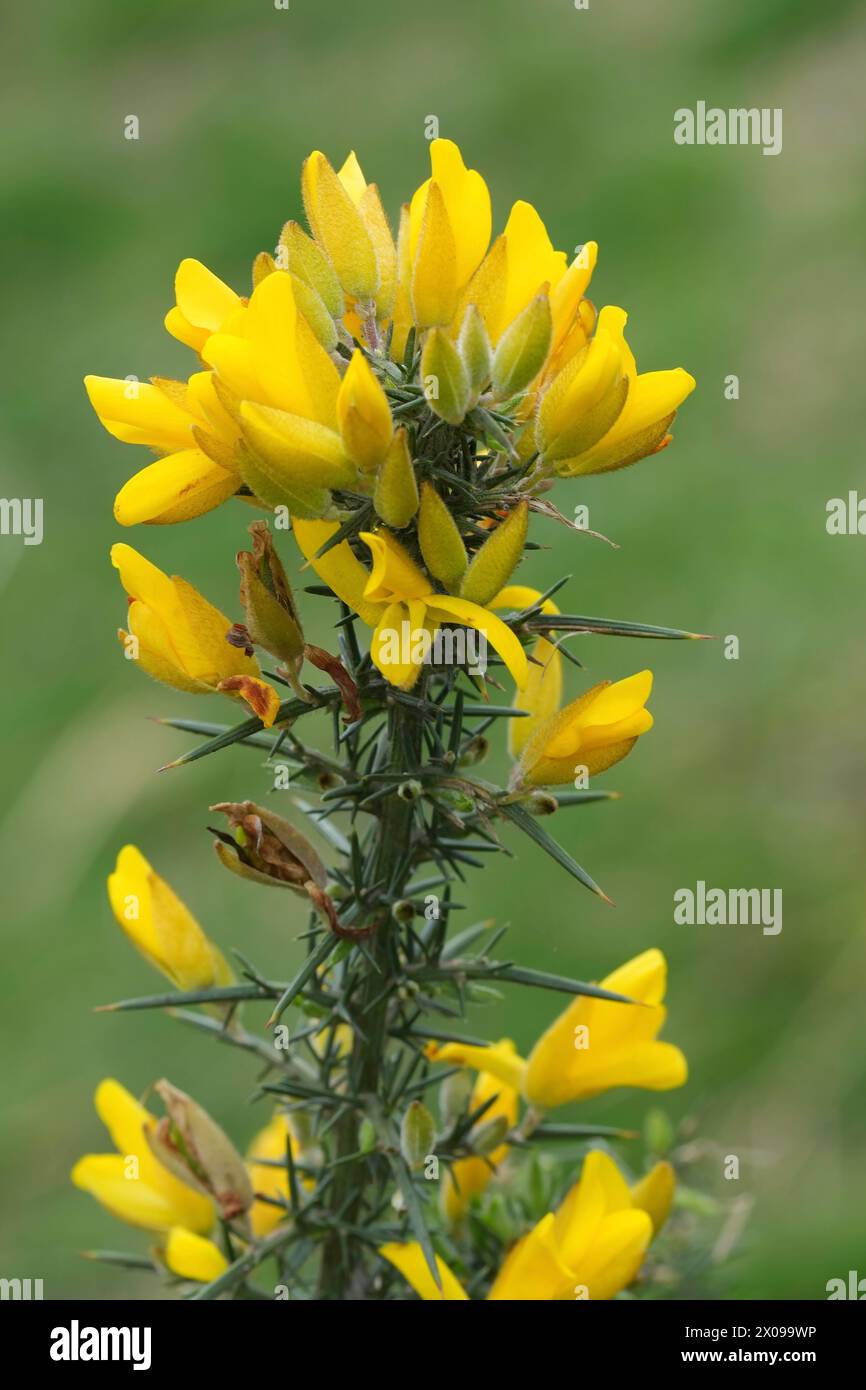 Natural vertical detailed closeup on the yellow flowering Common gorse, Ules europaeus Stock Photo
