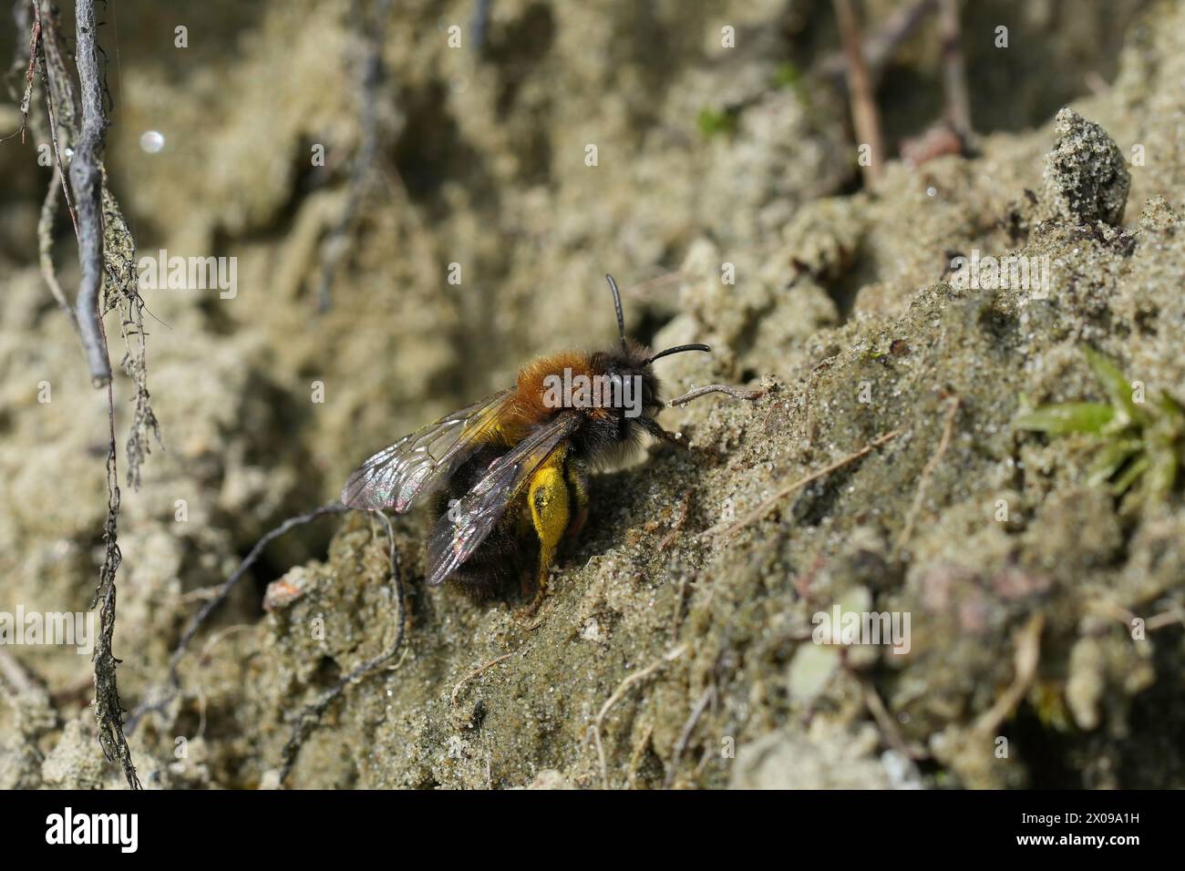 Natural closeup on a female Clarke's mining bee, Andrenaz clarkella sitting on the ground Stock Photo