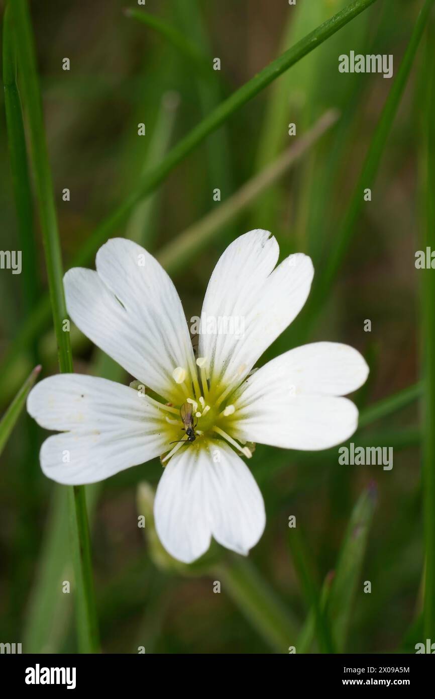 Natural vertical closeup on a white flower of field chickweed wildflower, Cerastium arvense Stock Photo