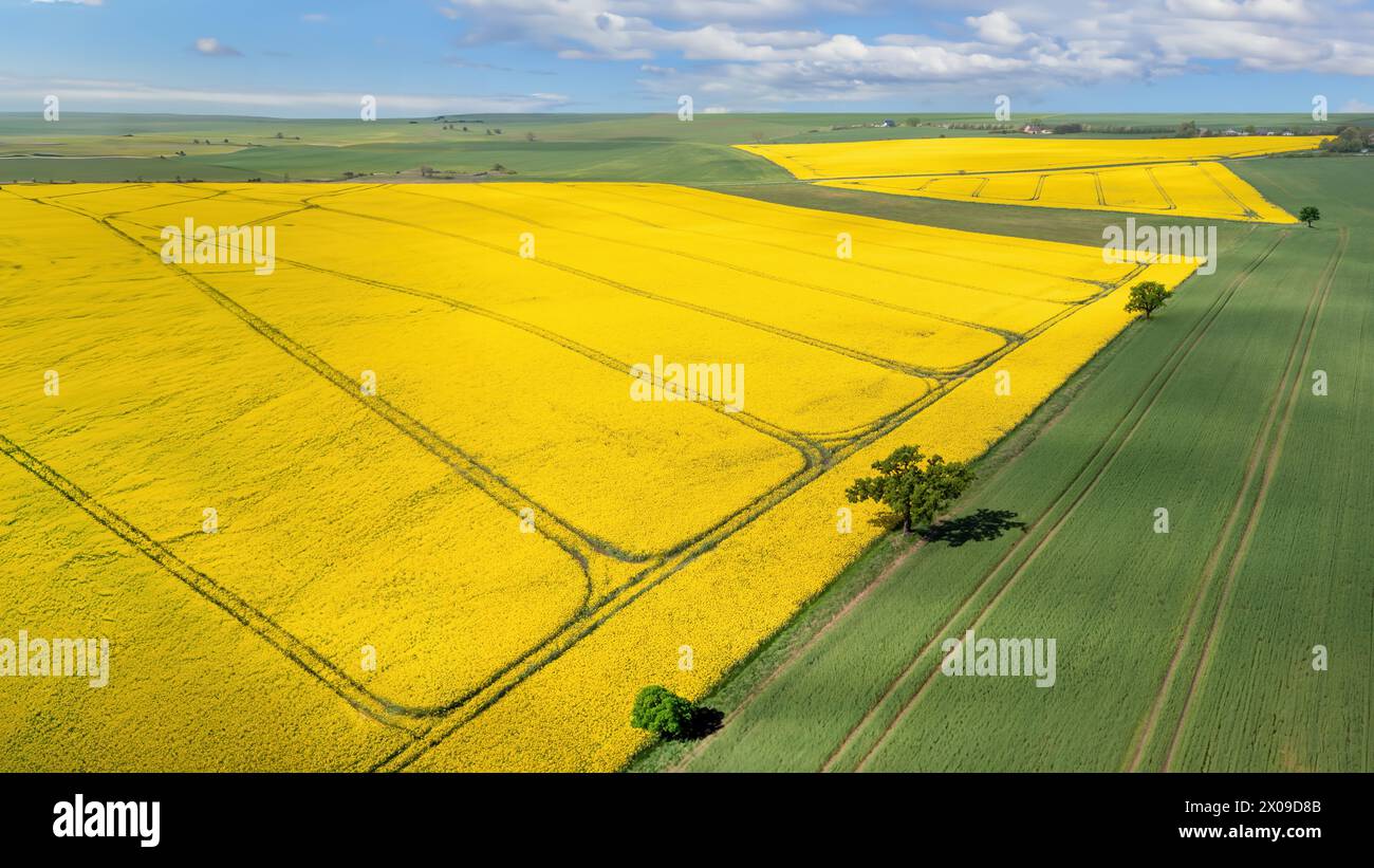 Aerial view canola fields canola hi-res stock photography and images ...