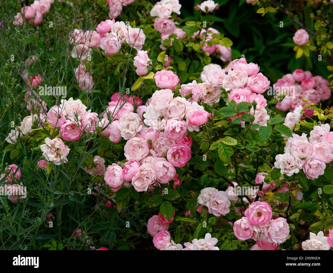 Closeup of the pink flowers of the garden shrub rose plant Rosa raubritter macrantha. Stock Photo