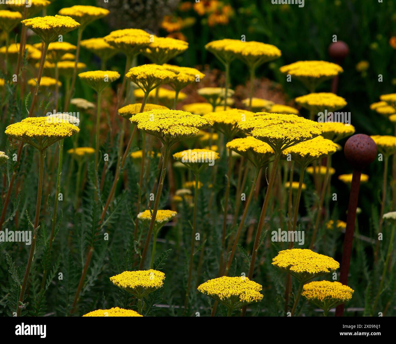 Closeup of the yellow flat flower heads of the herbaceous perennial garden plant Achillea filipendulina parker's variety. Stock Photo