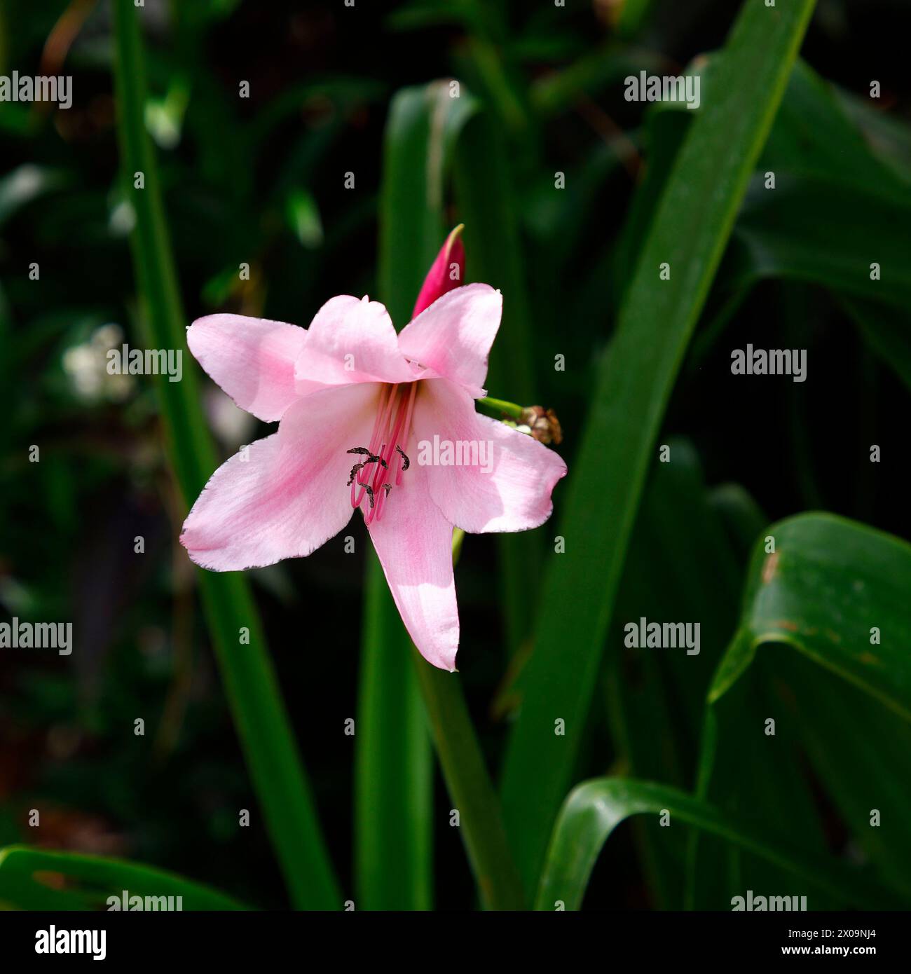Closeup of the pink flower of the tender flowering garden plant bulb Crinum cape dawn. Stock Photo