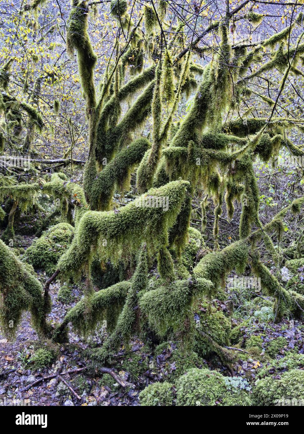 A colony of mosses (Bryum argenteum, Bryophyta) envelops tree trunks and branches in a forest. Stock Photo