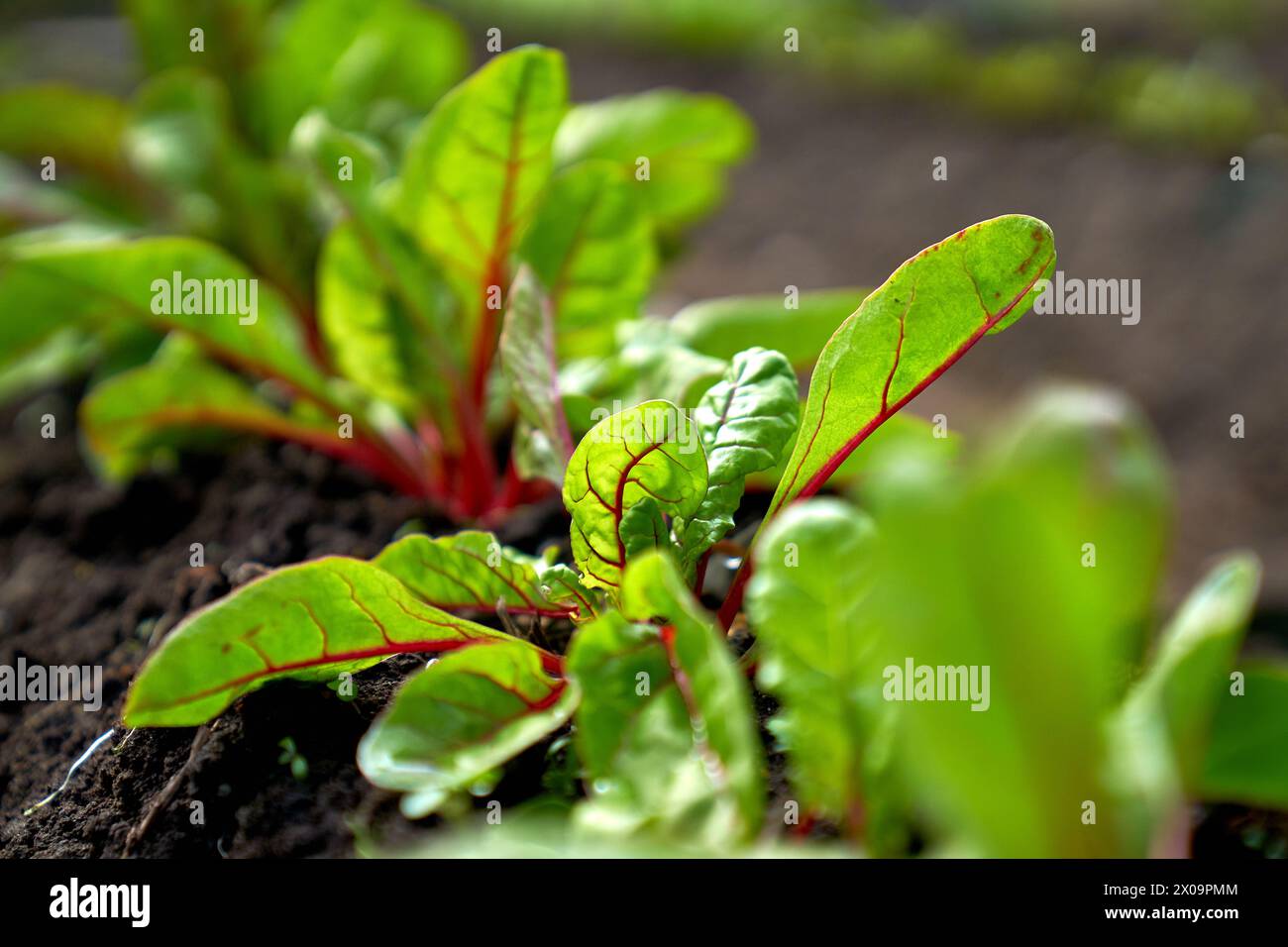 baby beetroot growing in the garden bed Stock Photo - Alamy