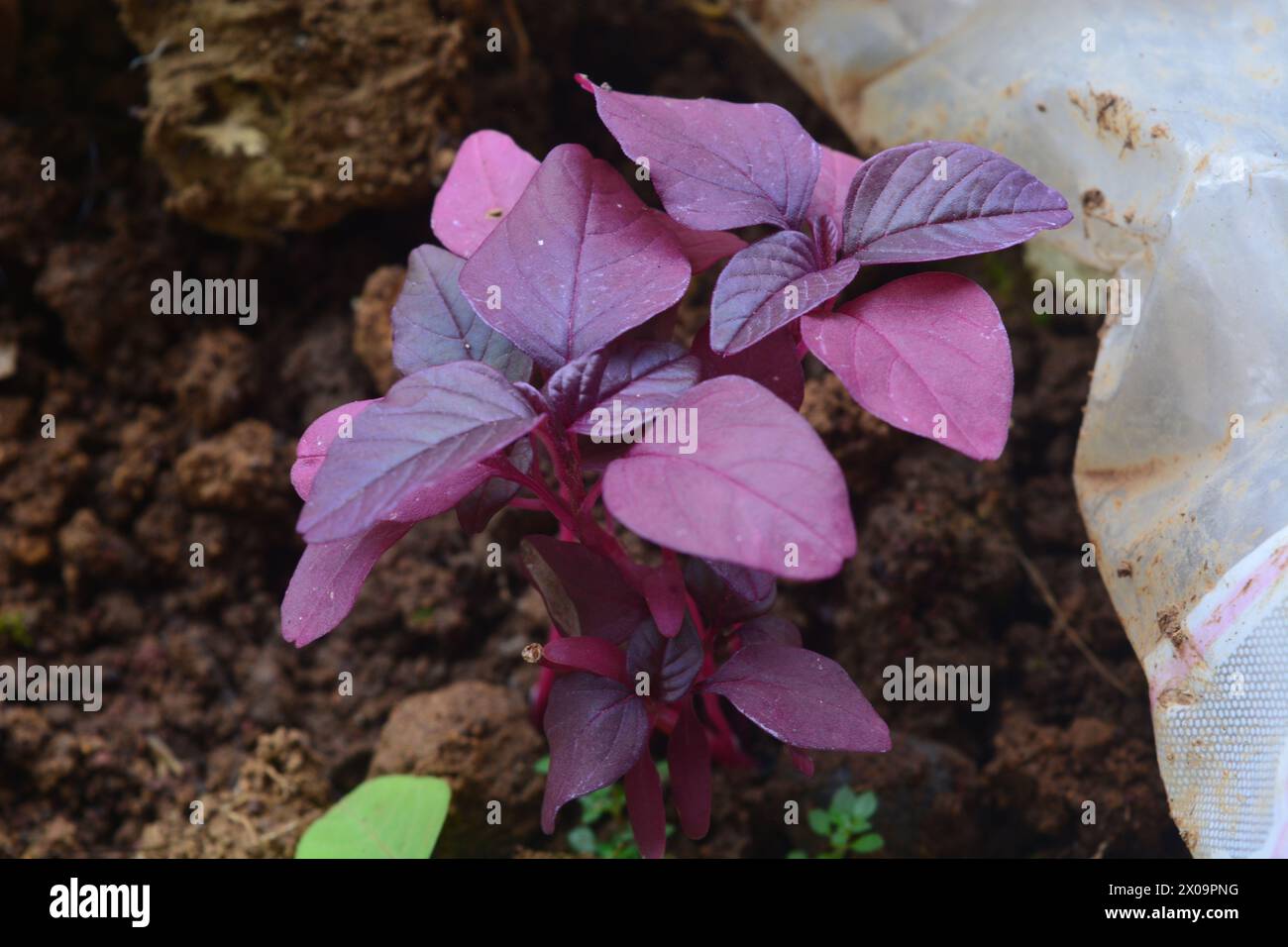 Amaranthus viridis, Amaranthaceae red leaves vegetable fresh blooming in garden, nature food background Stock Photo
