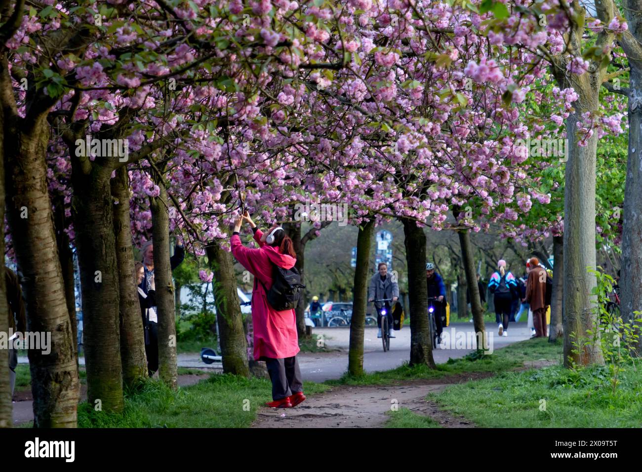  Kirschblüte Hanami Menschen bestaunen am 10. April 2024 die Kirschblüte Illustration 