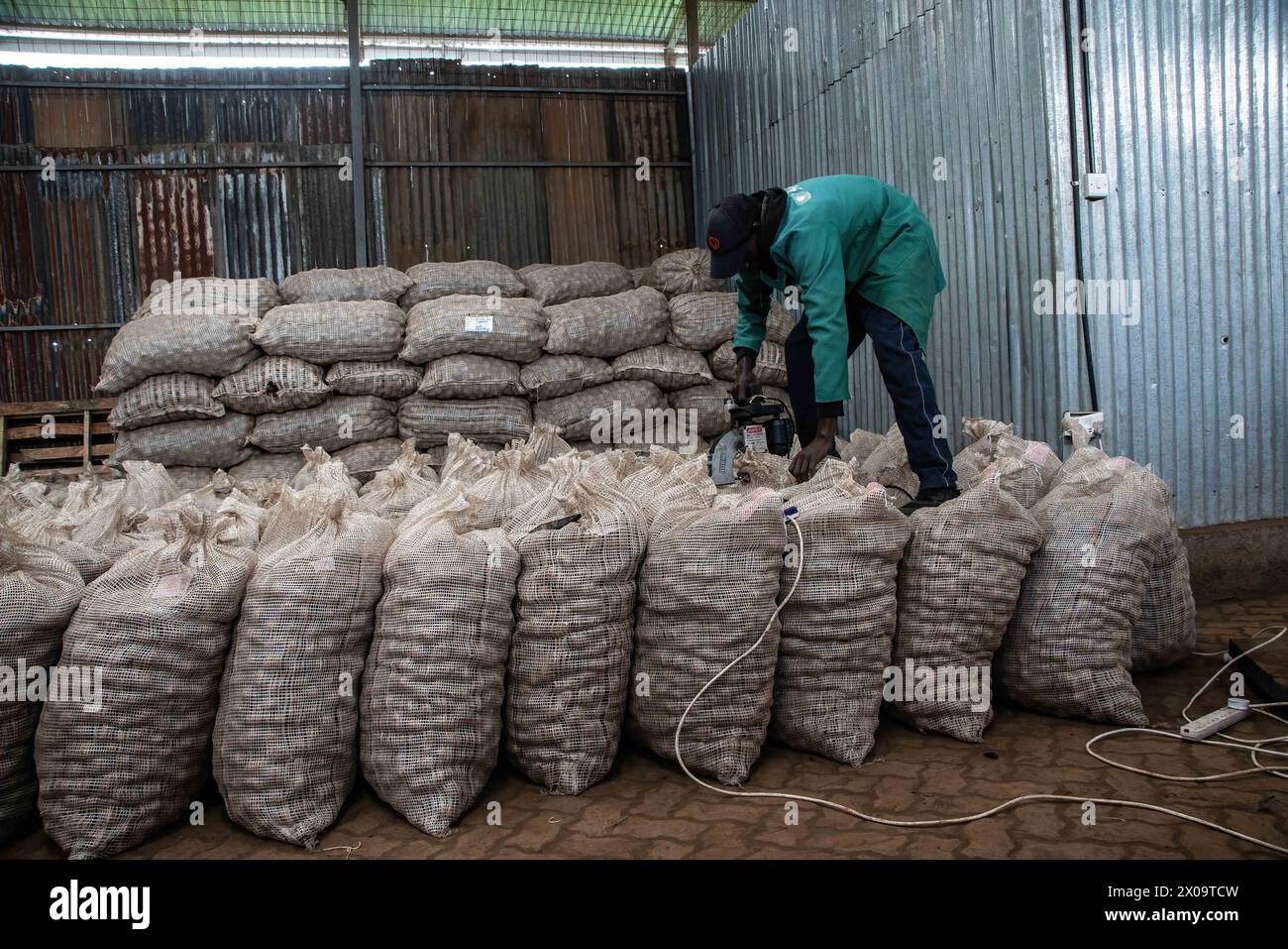 Nakuru, Kenya. 9th Apr, 2024. A worker sews up potato sacks at a ...