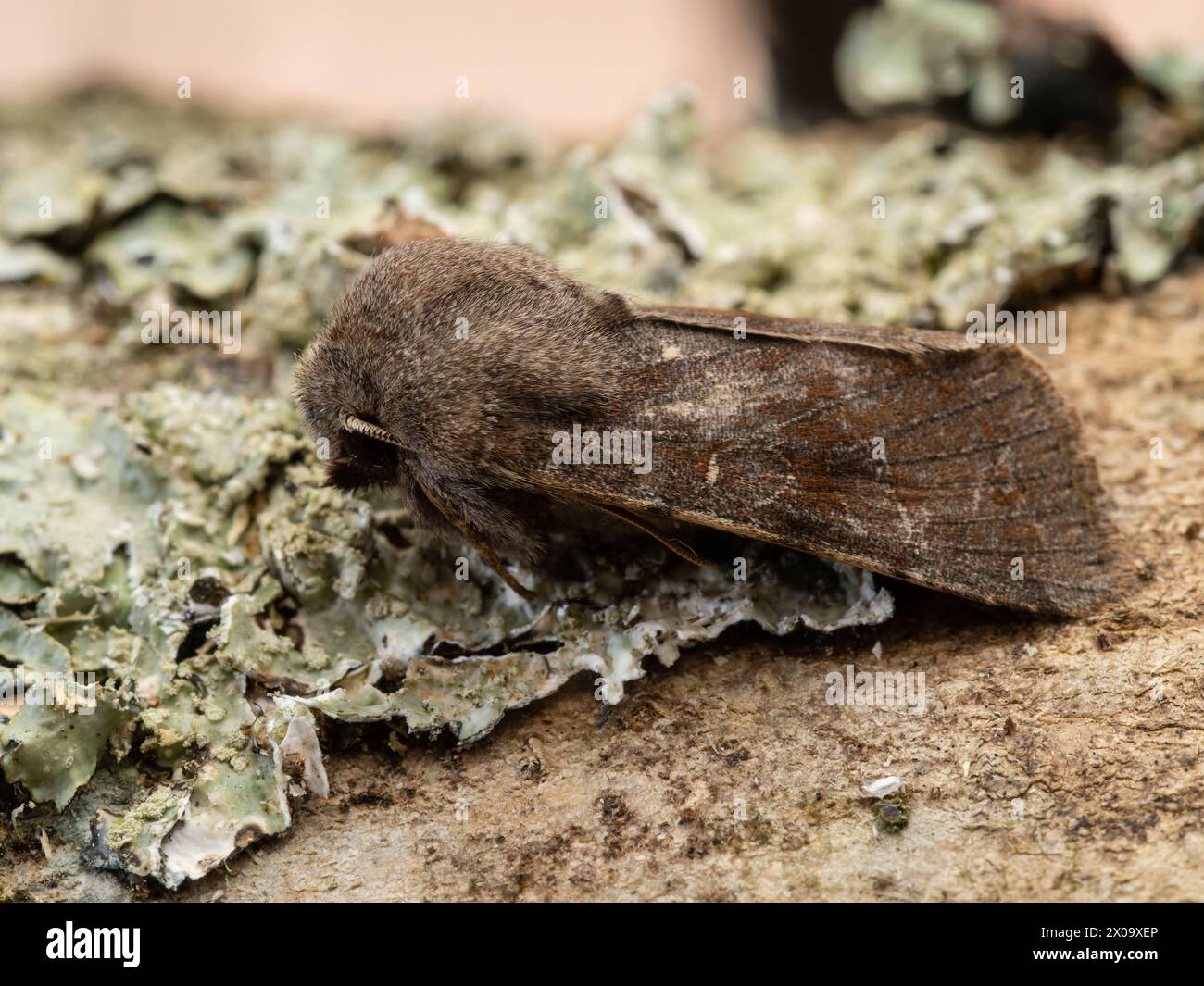 A Clouded Drab moth, Orthosia incerta, resting on a lichen covered branch. Stock Photo