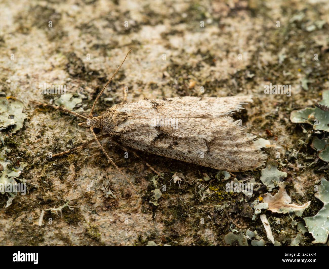 A March dagger moth (Diurnea fagella) also known as the March tubic moth, perched on a branch. Stock Photo